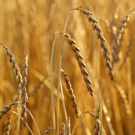 SPELT AND SPELT FLOUR